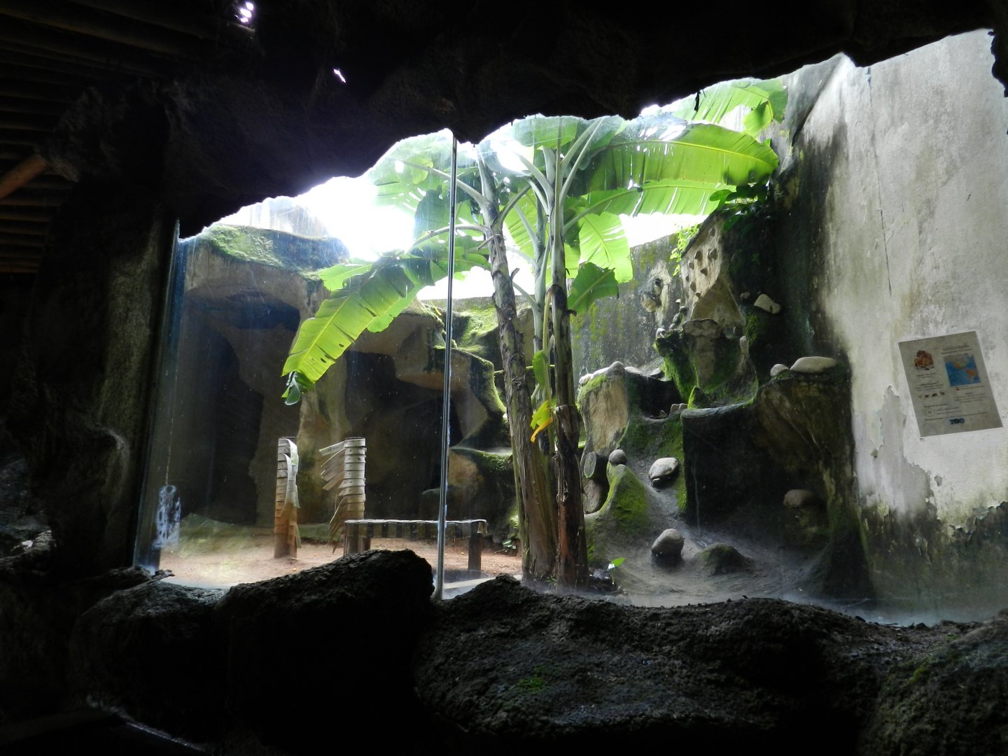 Puma exhibit - Salvador zoo (PZGV)