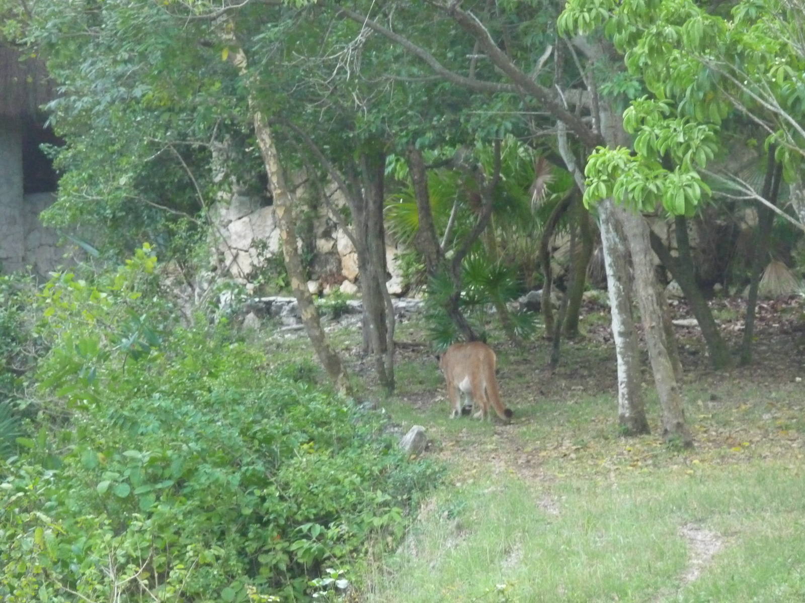 puma exhibit xcaret park