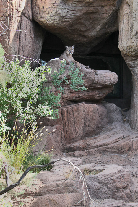 Puma Exhibit
