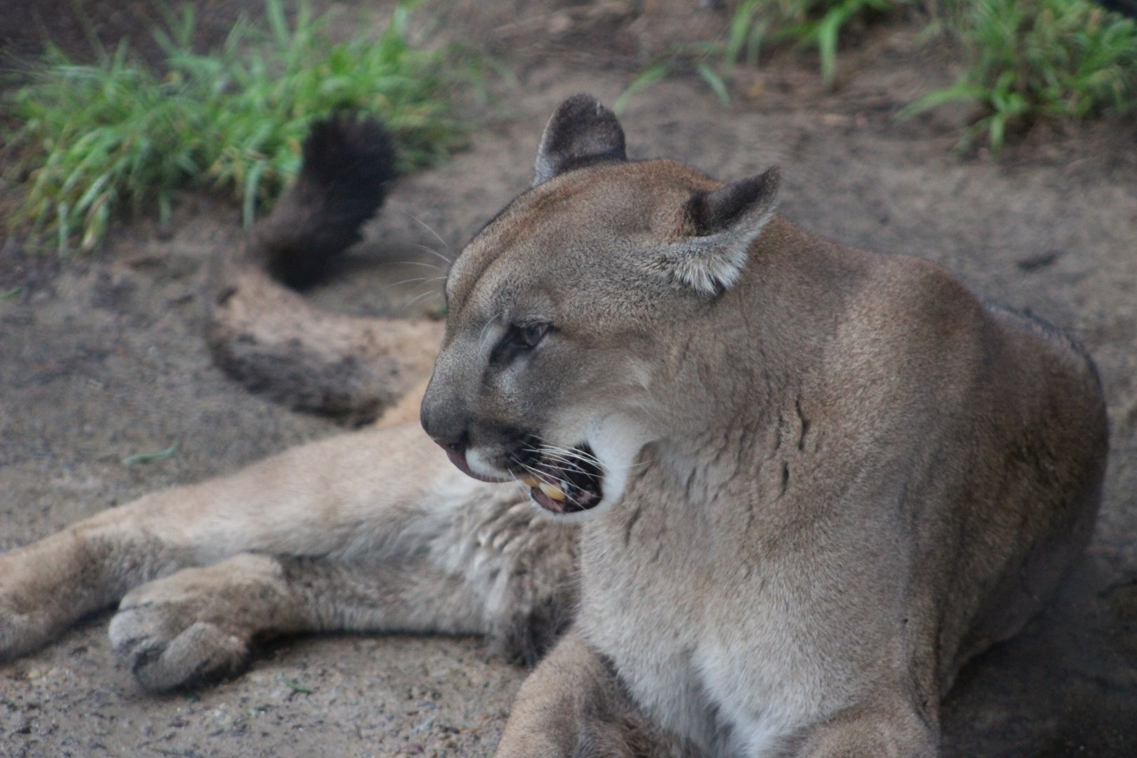 Puma exhibited in Northern Frontier