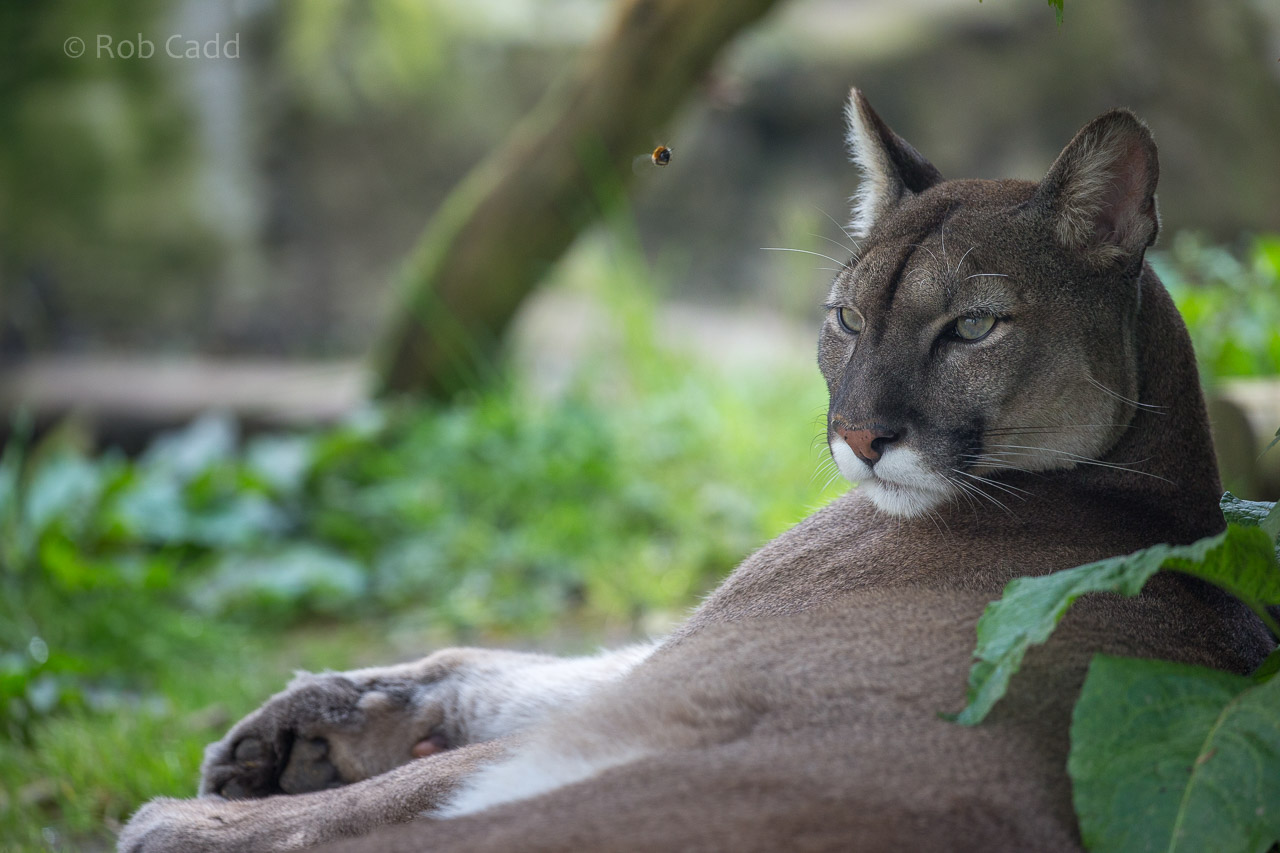 Puma : Exmoor Zoo : 22 May 2015