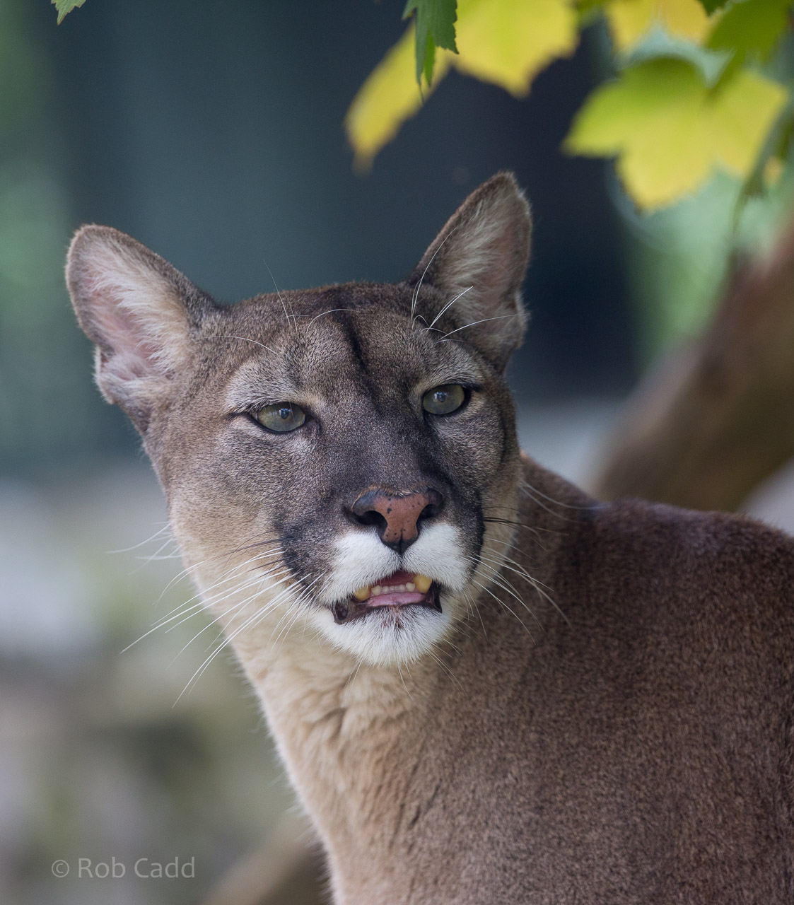 Puma : Exmoor Zoo : 22 May 2015