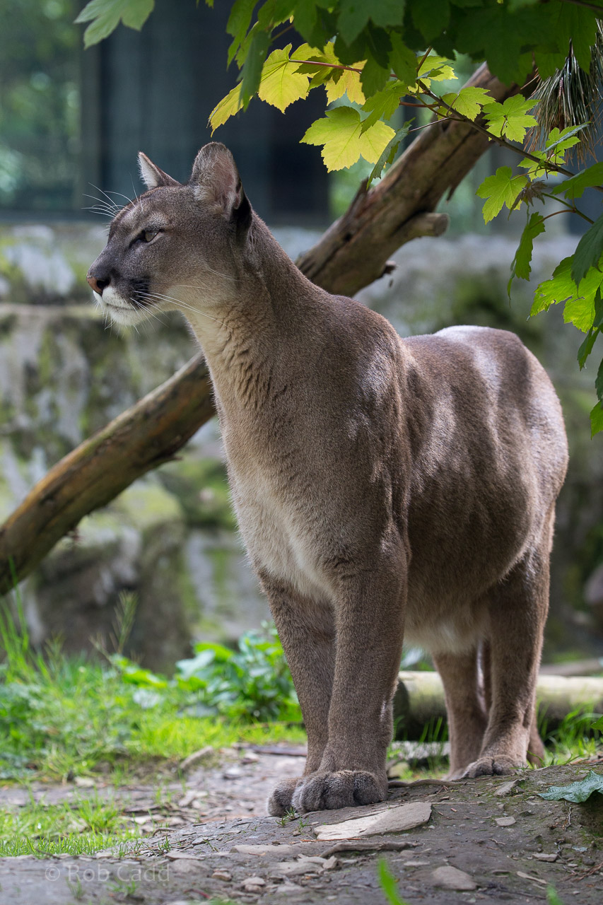 Puma : Exmoor Zoo : 22 May 2015