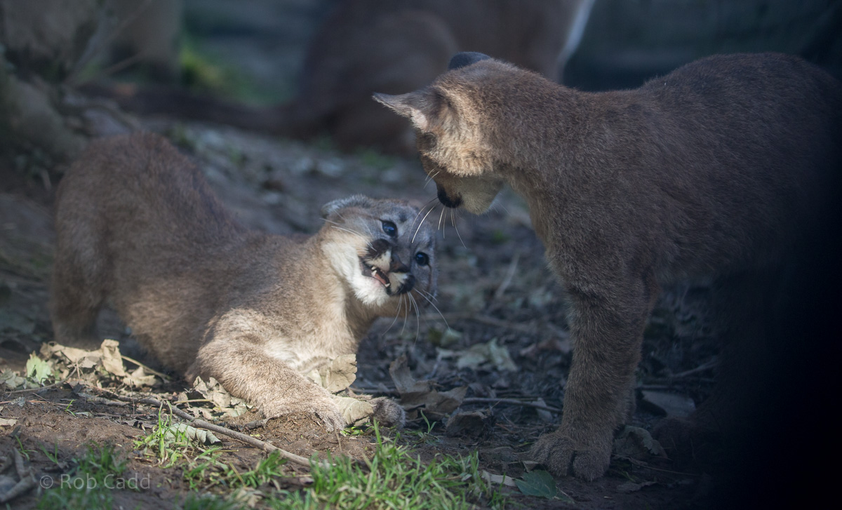 Puma : Exmoor Zoo : 25 Sep 2015