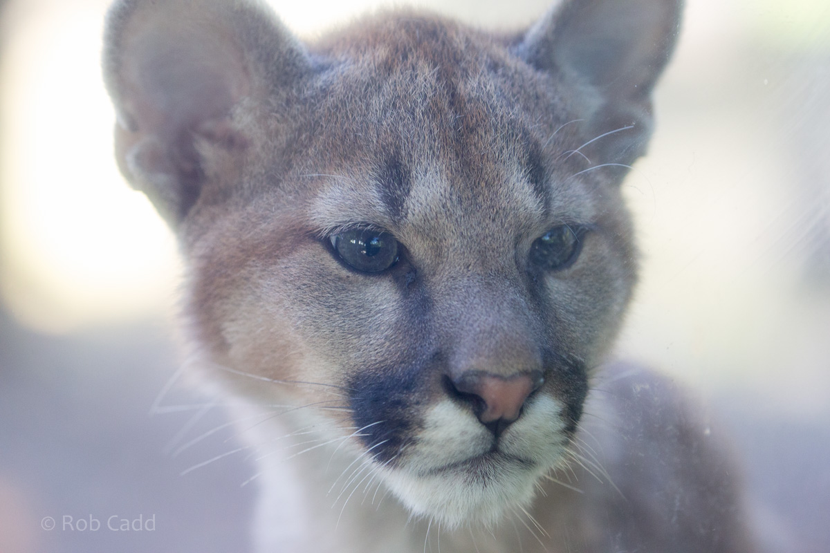 Puma : Exmoor Zoo : 25 Sep 2015