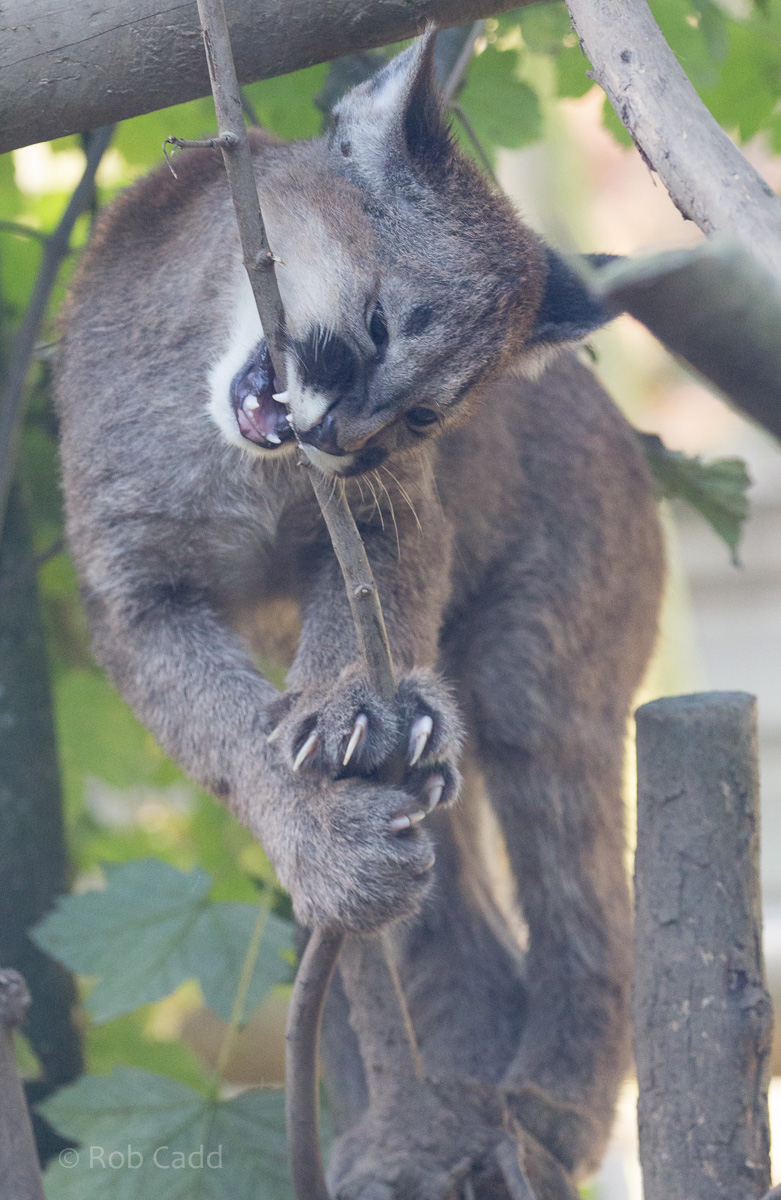 Puma : Exmoor Zoo : 25 Sep 2015