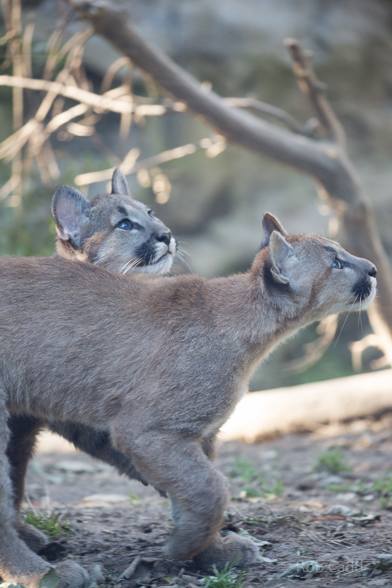 Puma : Exmoor Zoo : 25 Sep 2015