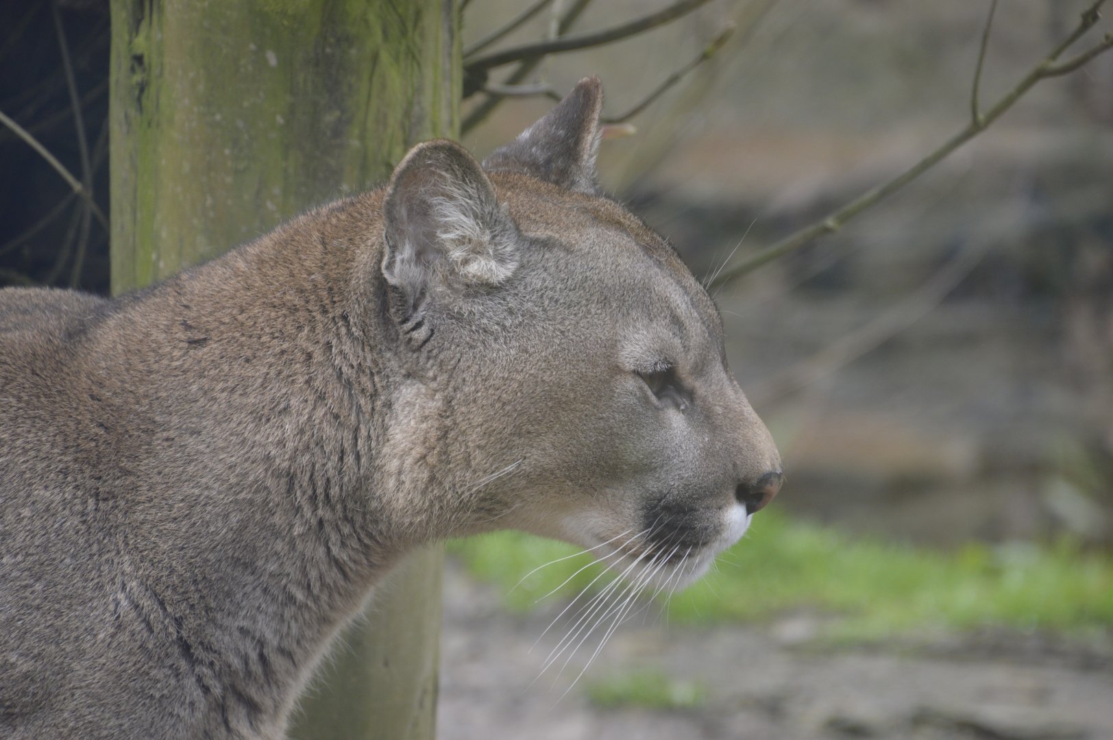 Puma - Exmoor Zoo April 2018