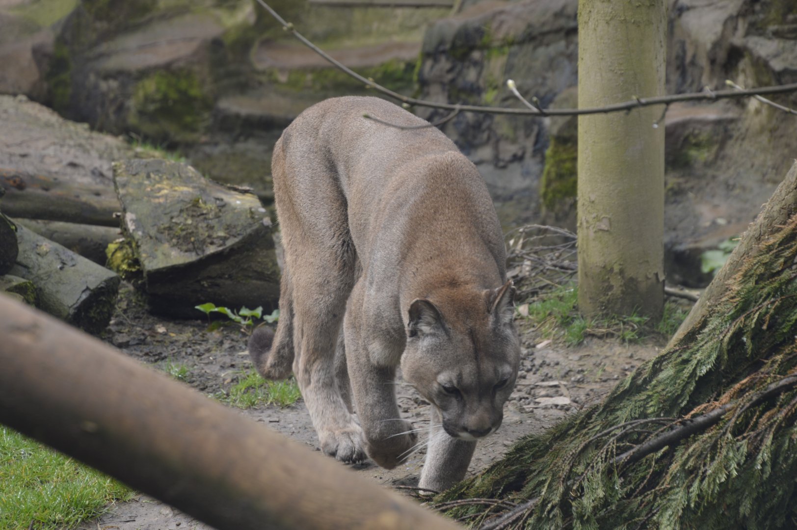 Puma - Exmoor Zoo April 2018