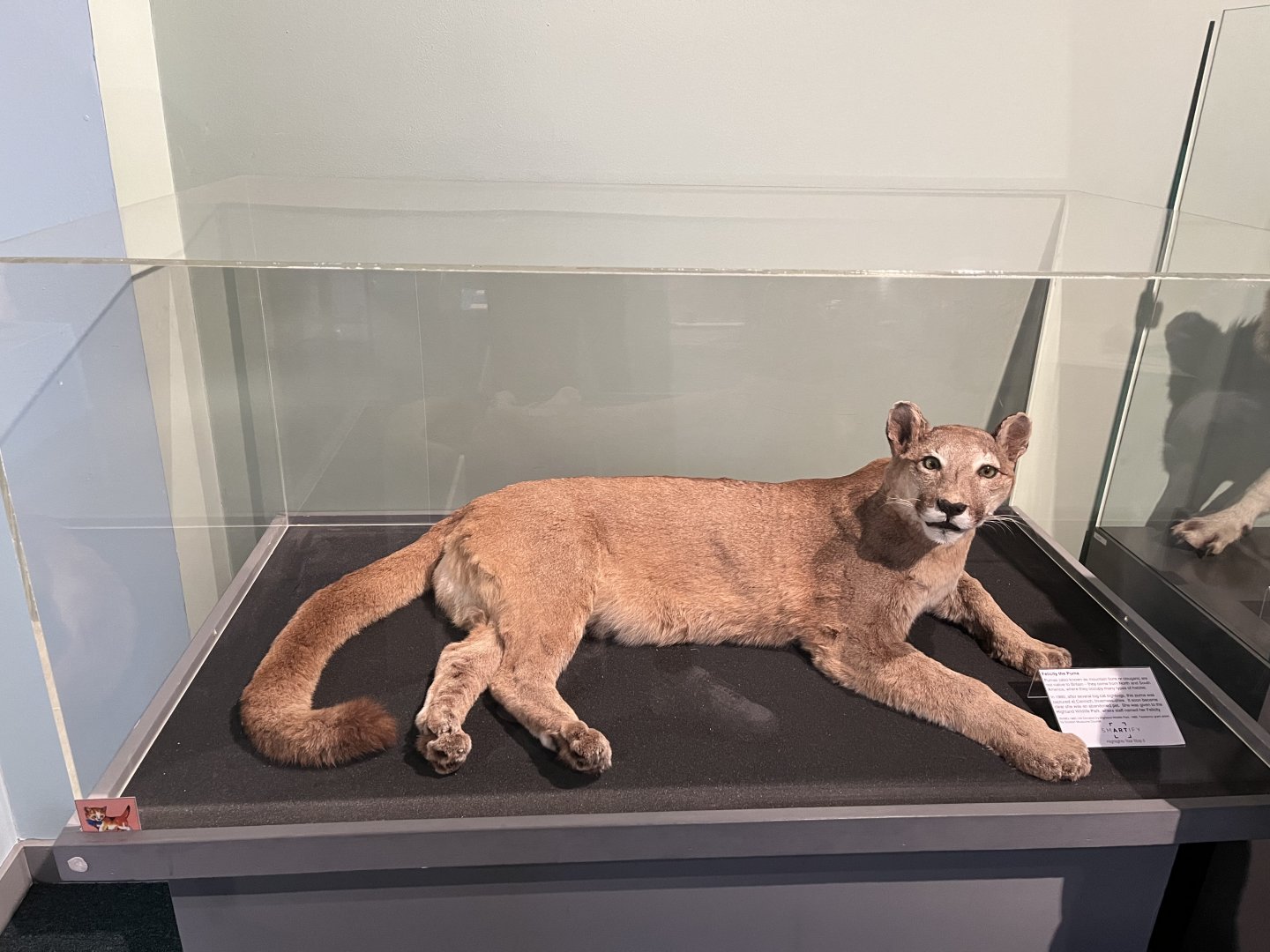 Puma from Highland wildlife park (taken at Inverness museum 3.4.24)