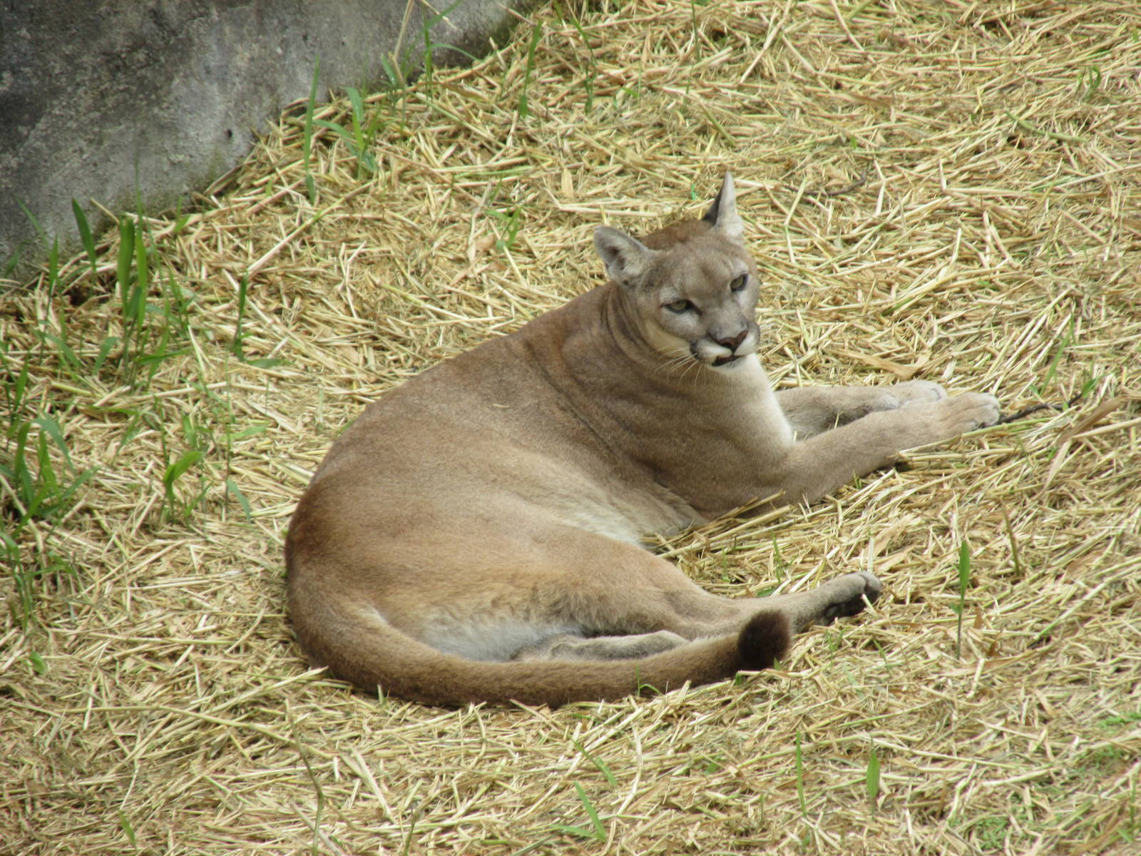 puma guadalajara zoo