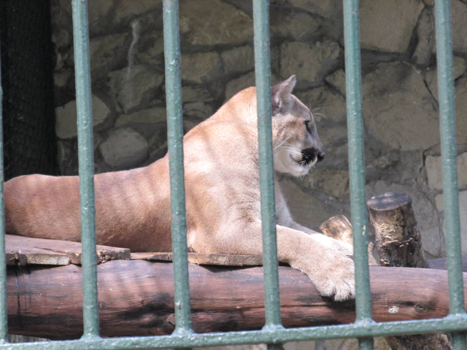 puma havana zoo