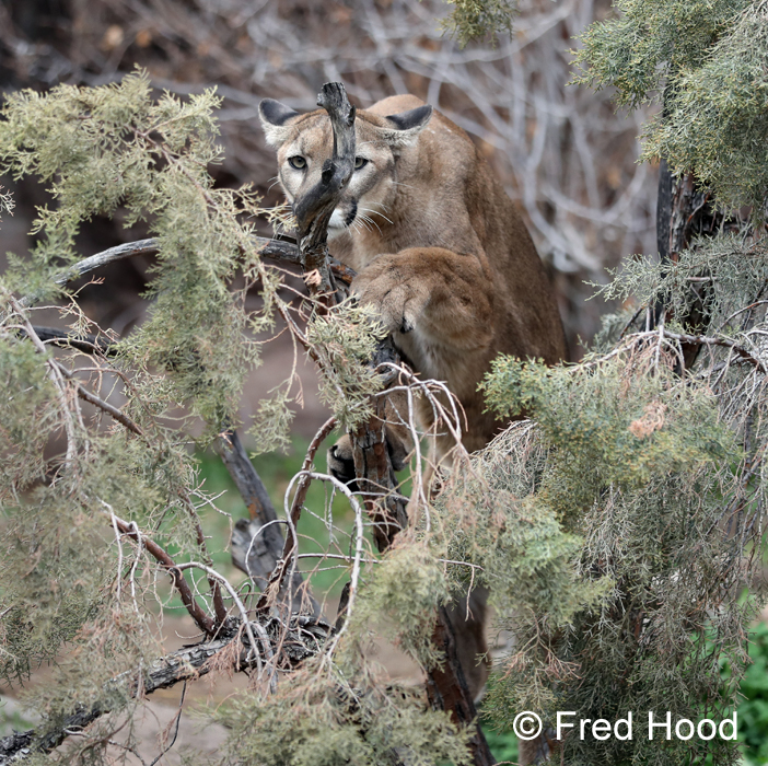 puma in a tree