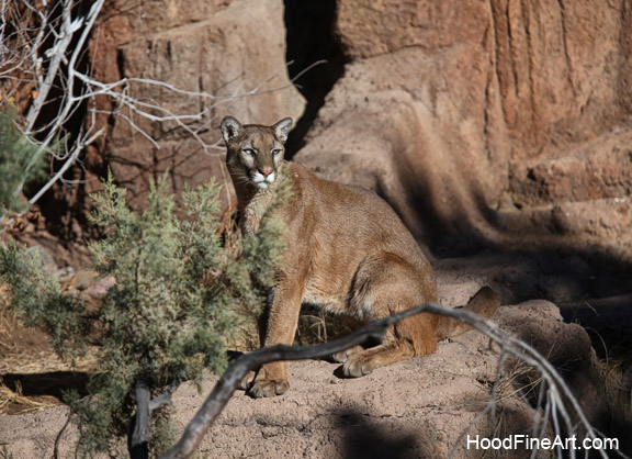 Puma in the sun