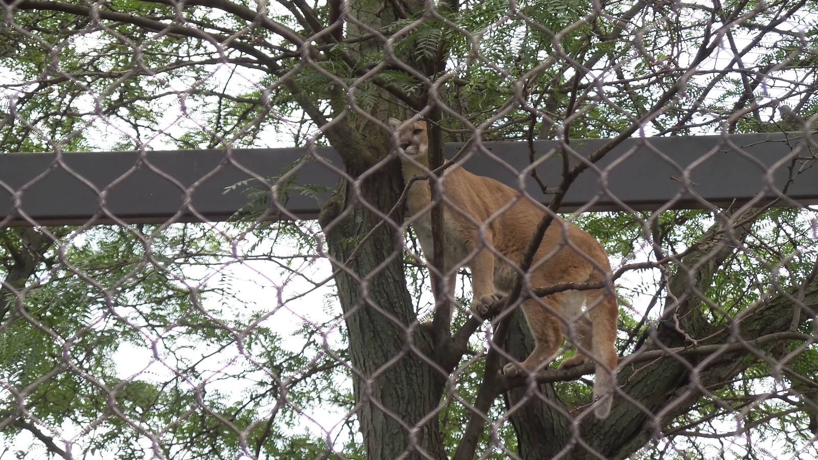 Puma In Tree