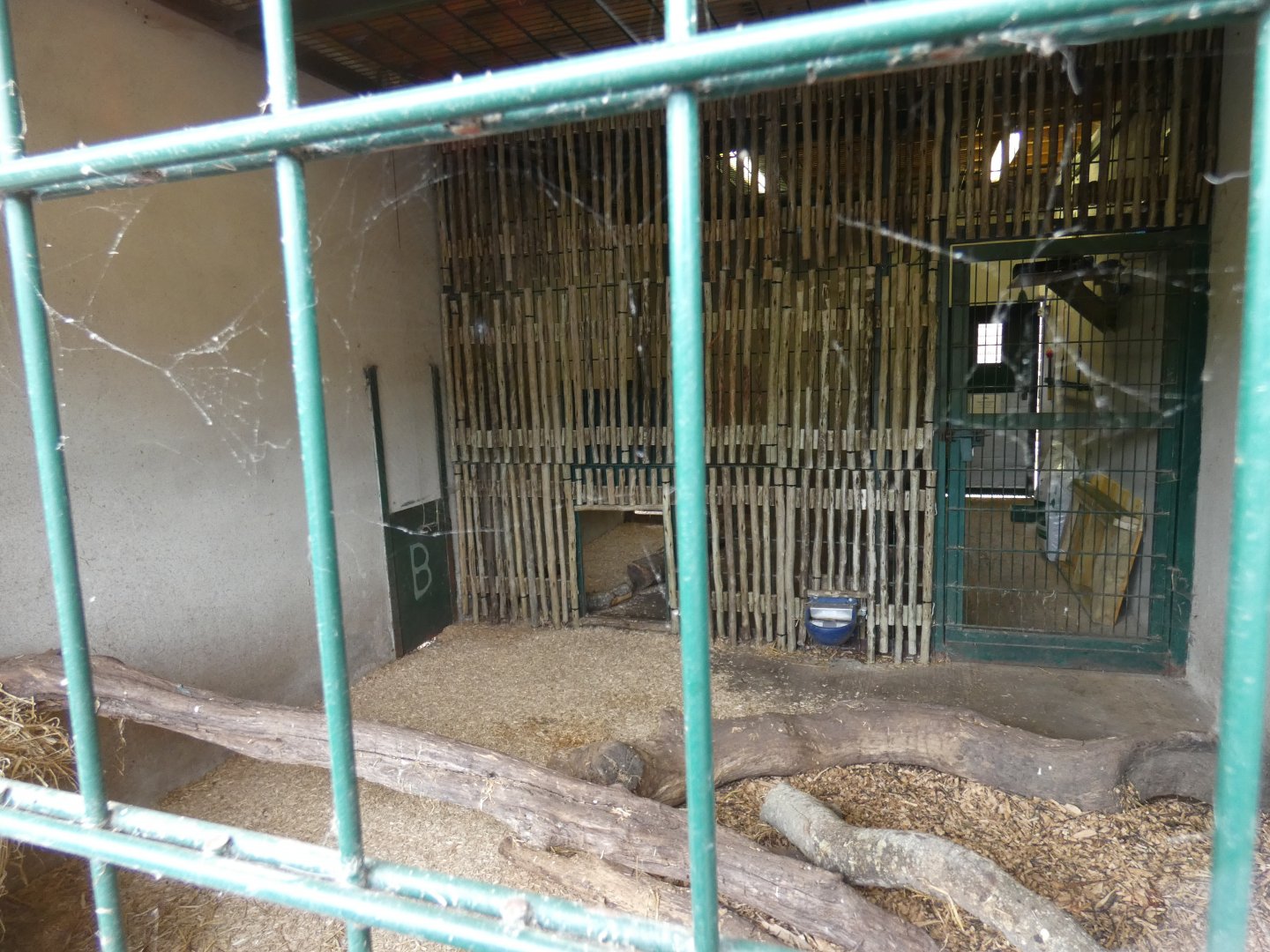 Puma indoor enclosure