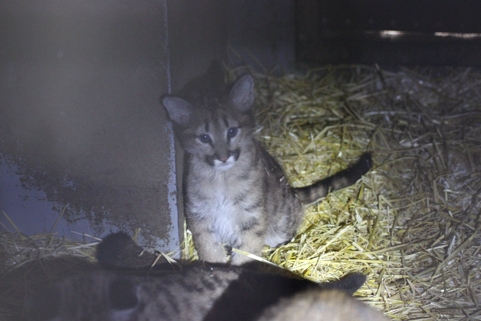 Puma Kitten - One of 5 new born kittens living in their den with mother