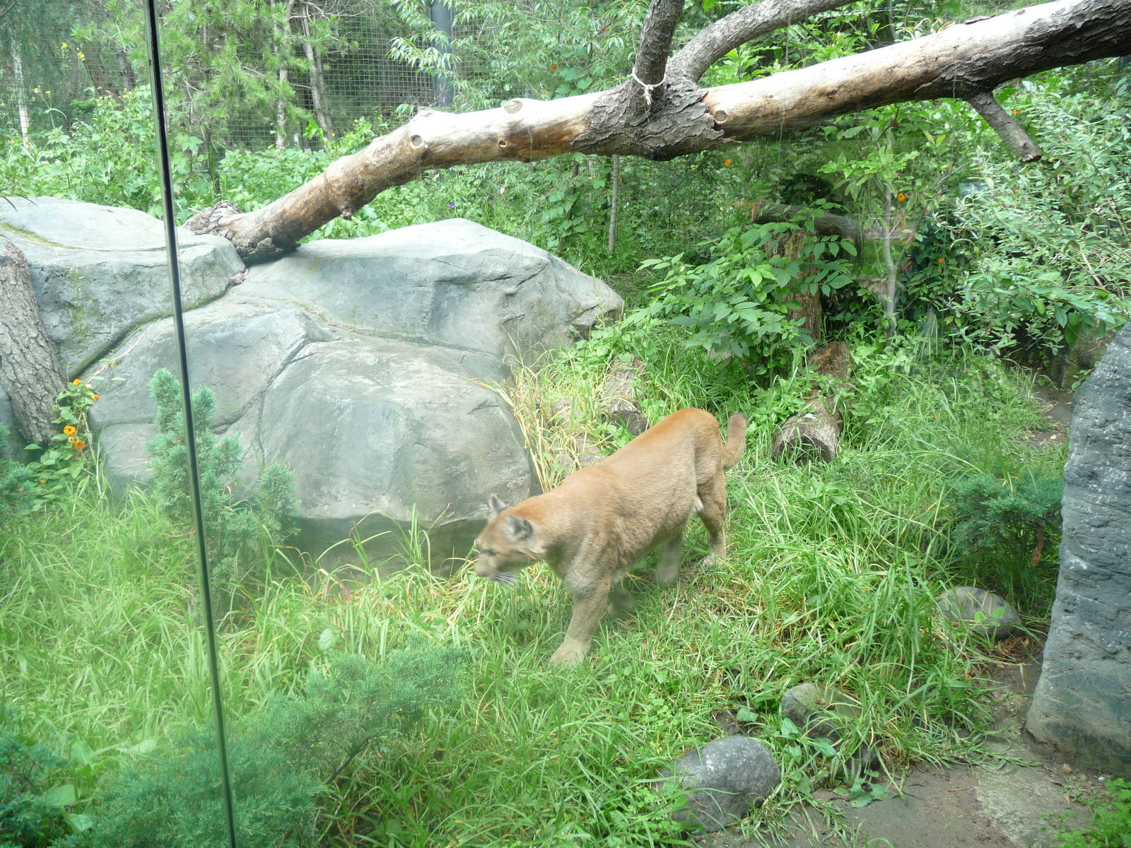 PUMA  Los Coyotes Zoo