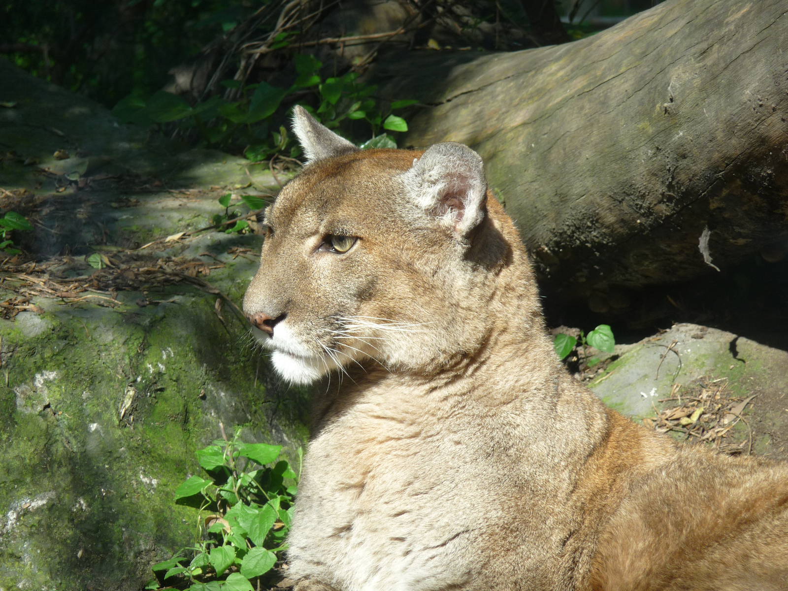 Puma Los Coyotes Zoo