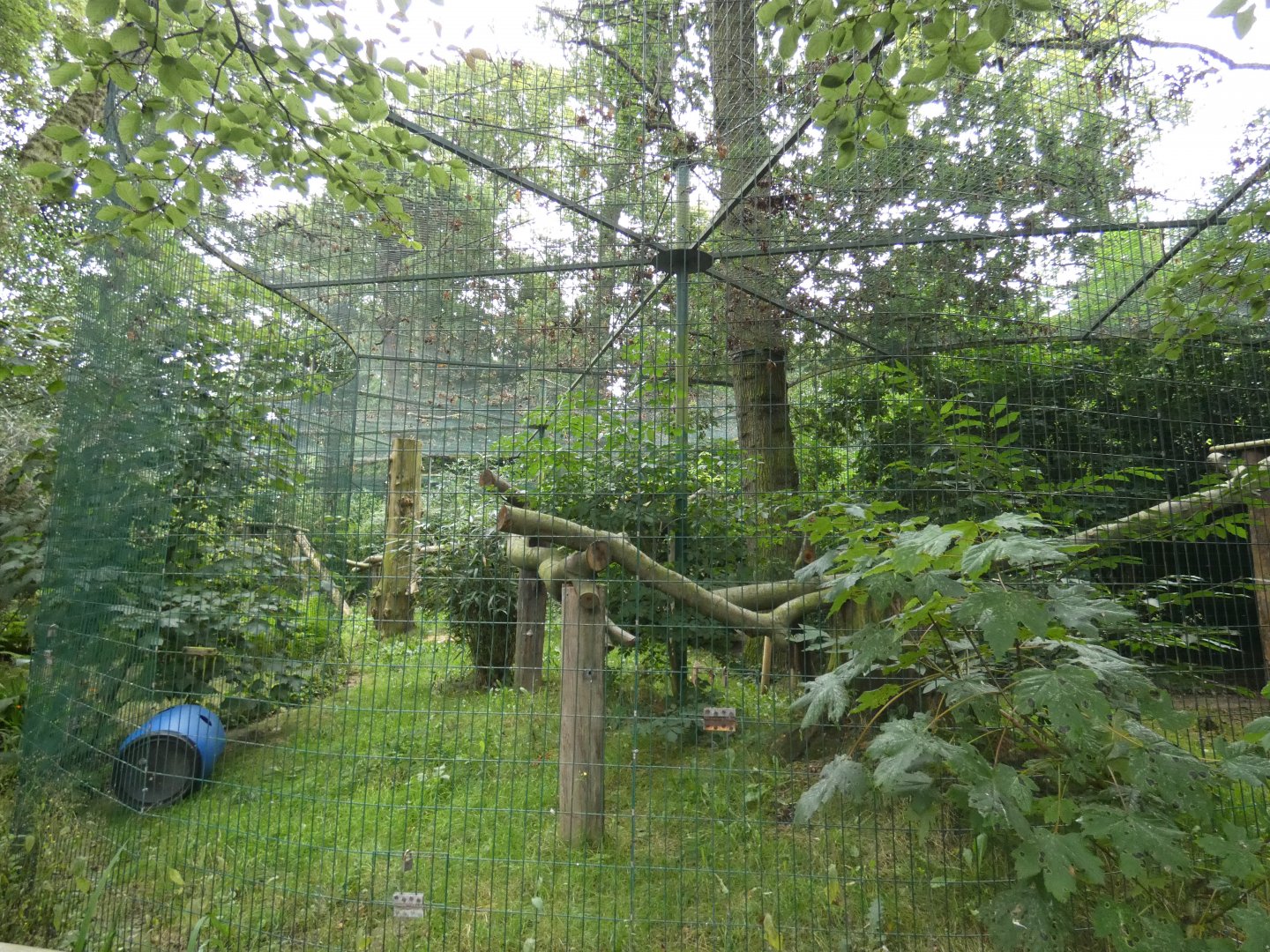 Puma male enclosure
