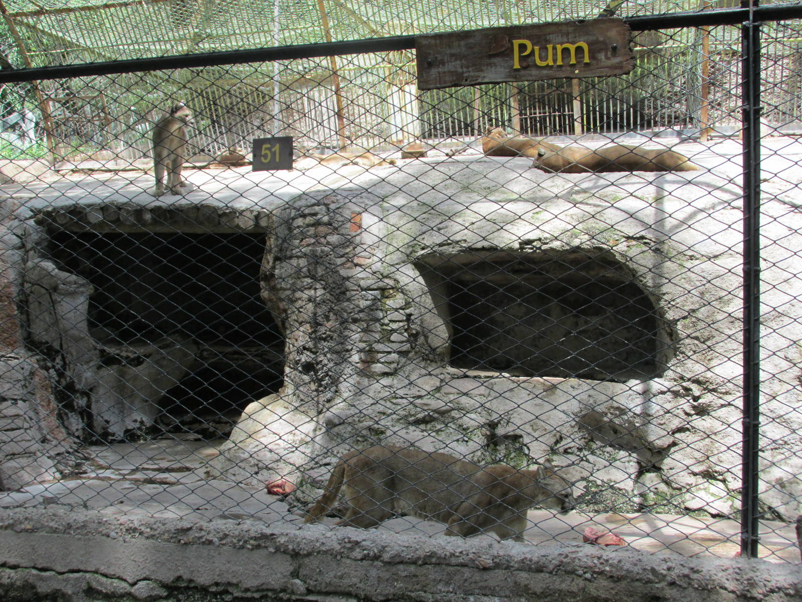 puma mendoza zoo