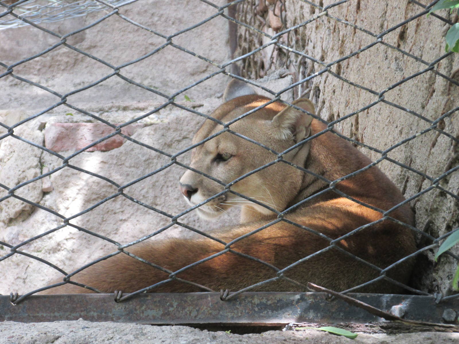 puma mendoza zoo