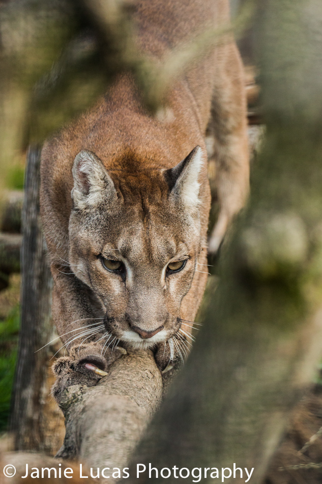 Puma mother