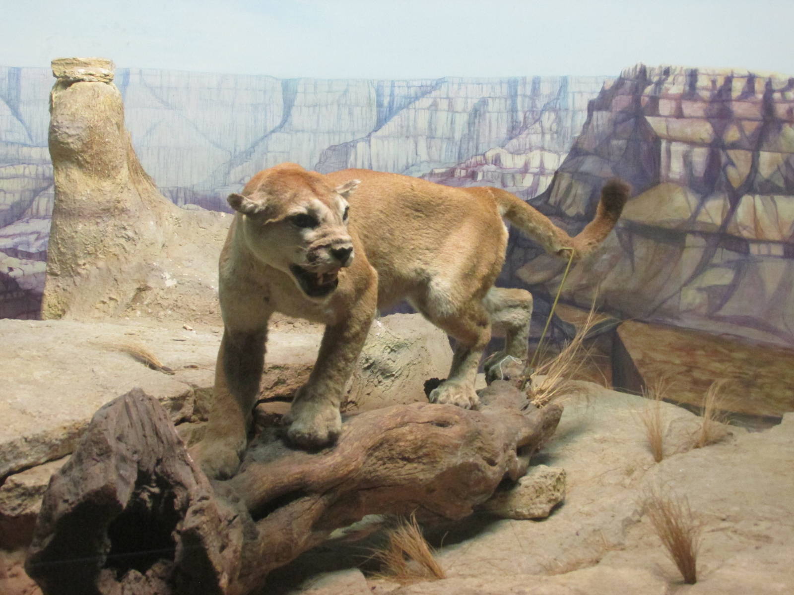 puma museo de historia natural