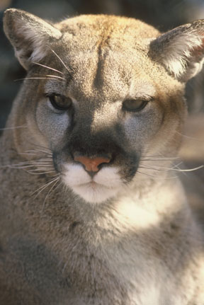 puma, New Years Eve 2009