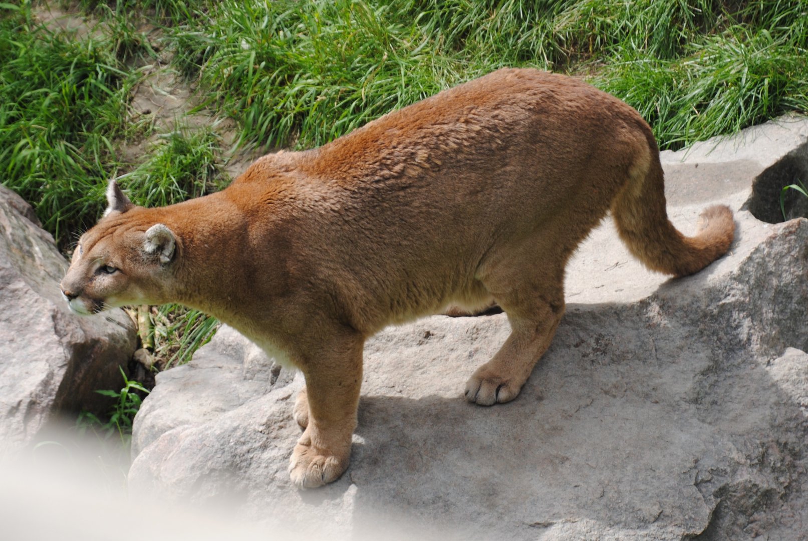 Puma (North American Mountains section)