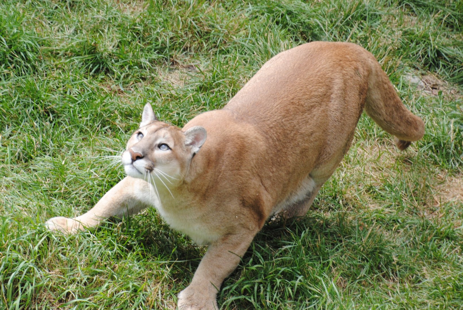 Puma (North American Mountains section)