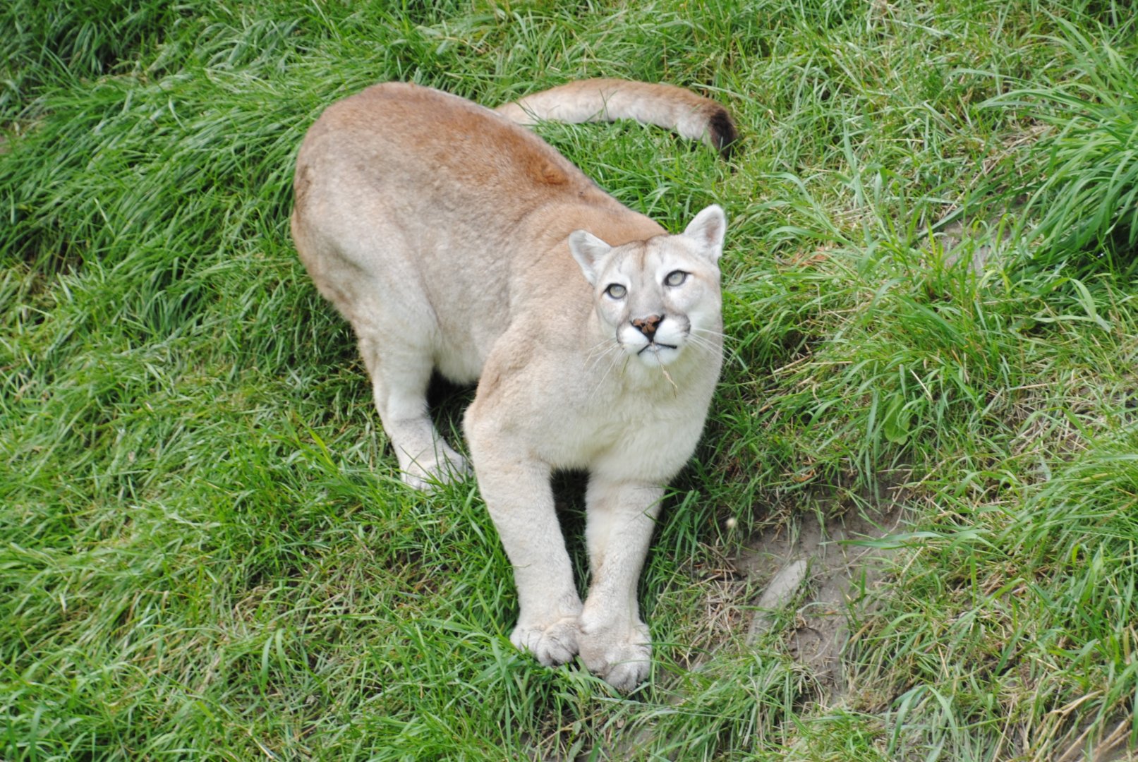 Puma (North American Mountains section)