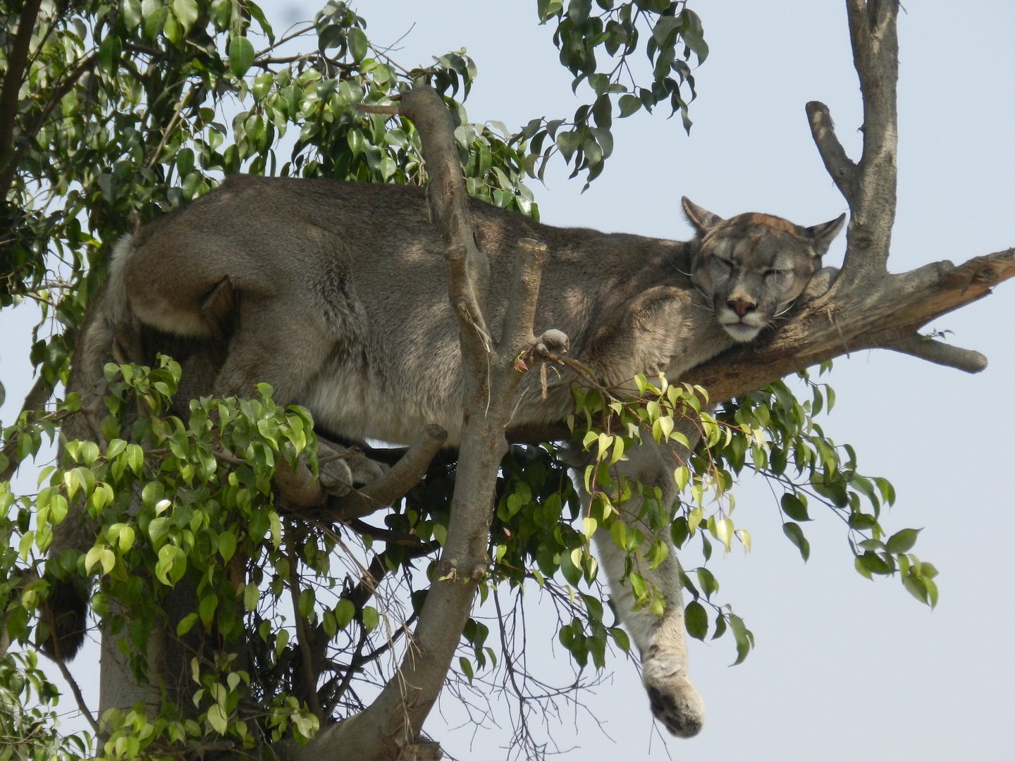 Puma - Parque Zoológico Huachipa