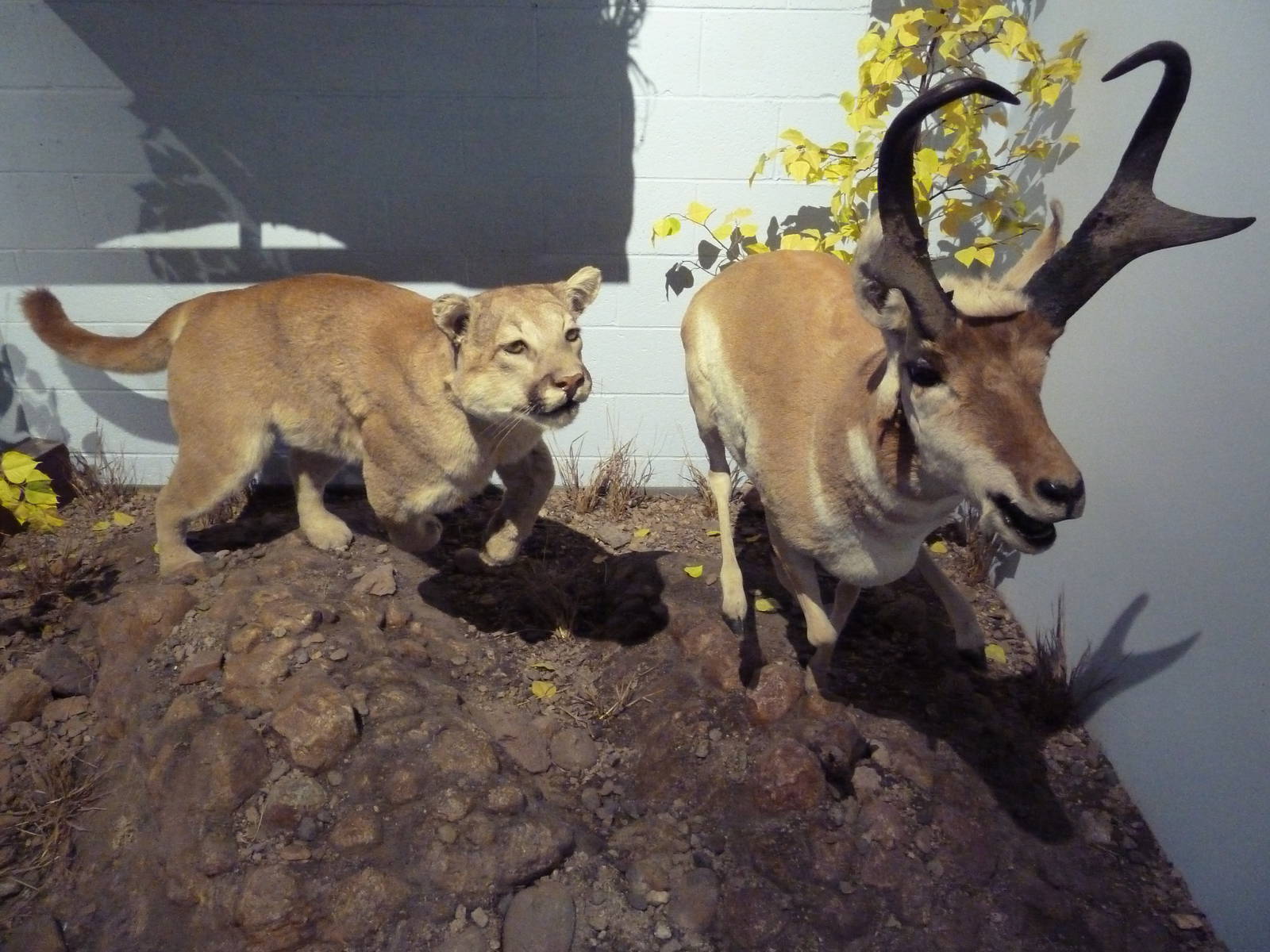 Puma + Pronghorn Antelope