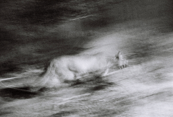 puma prowling at night