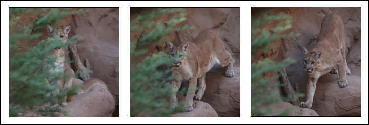 puma prowling (from right to left)