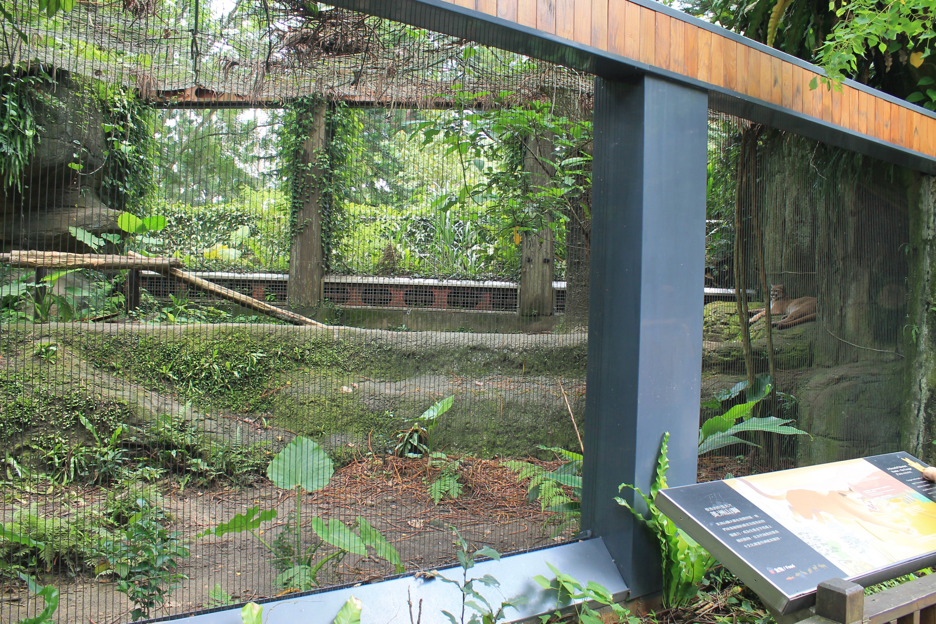 Puma (Puma concolor) cage