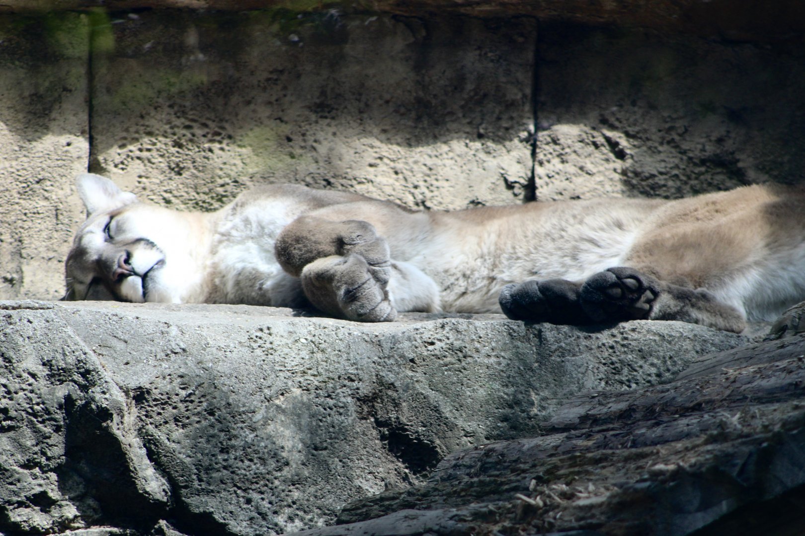 Puma (Puma concolor ssp.)