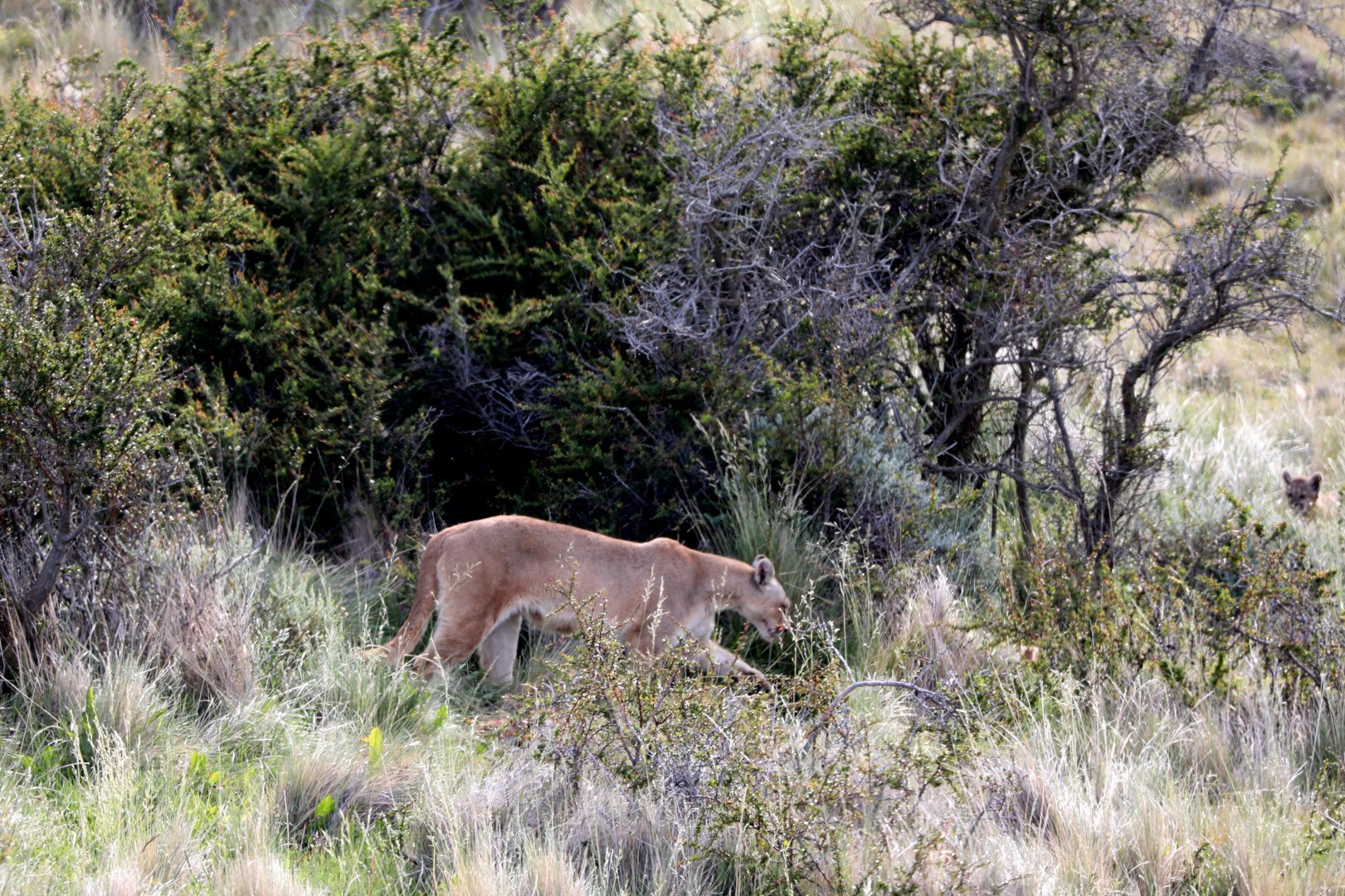 Puma (Puma concolor) w/ cub