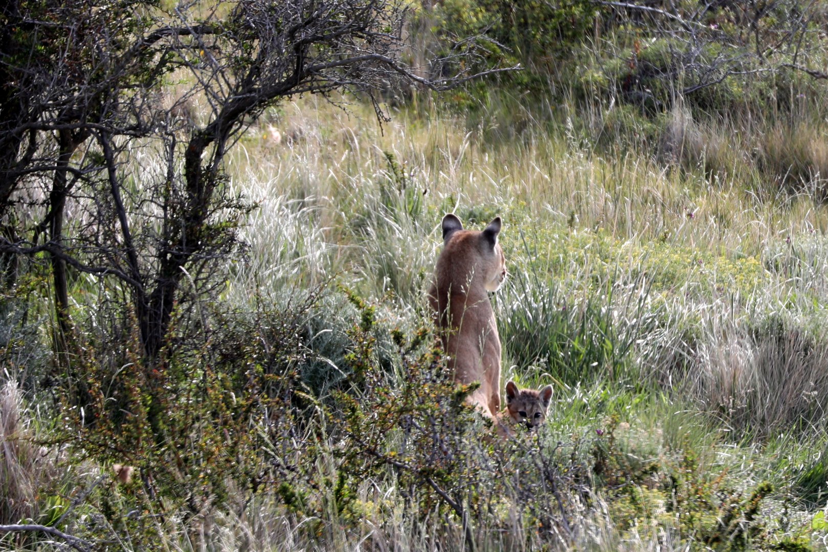 Puma (Puma concolor) w/ cub