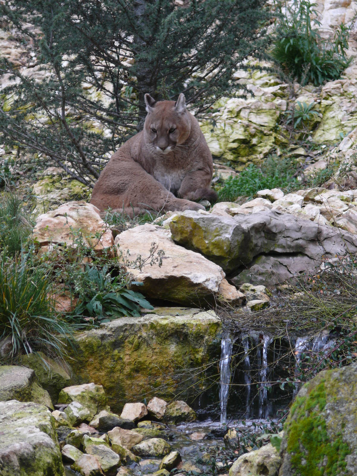 Puma (Puma concolor)
