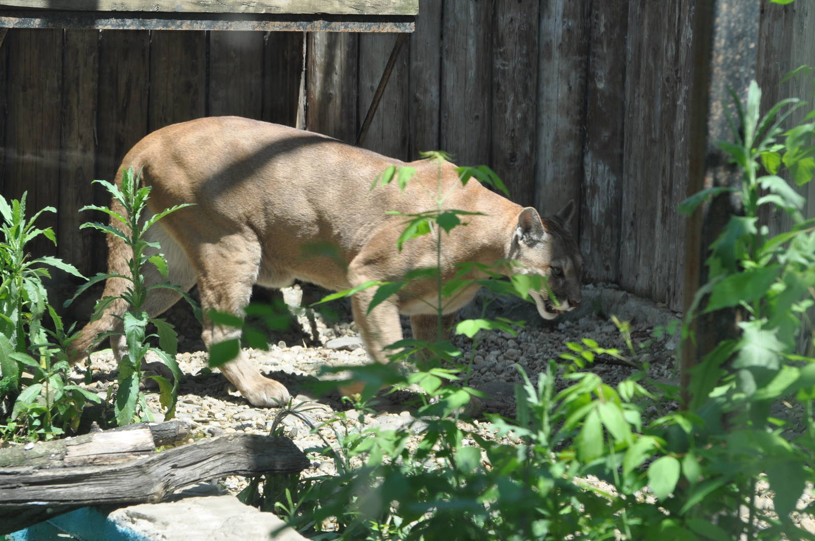 Puma/ Puma concolor