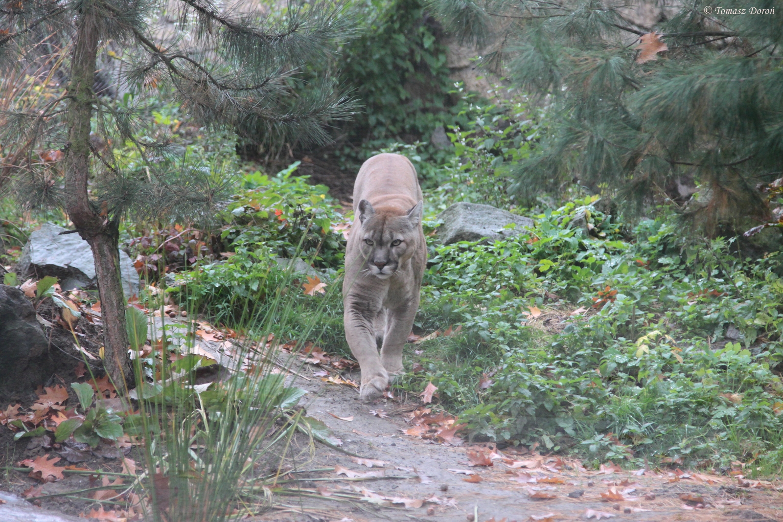 Puma (Puma concolor)