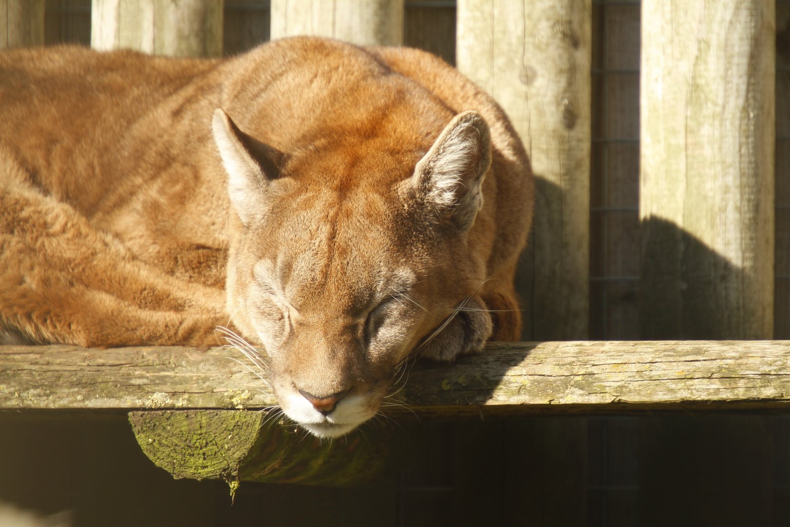 Puma (Puma concolor)