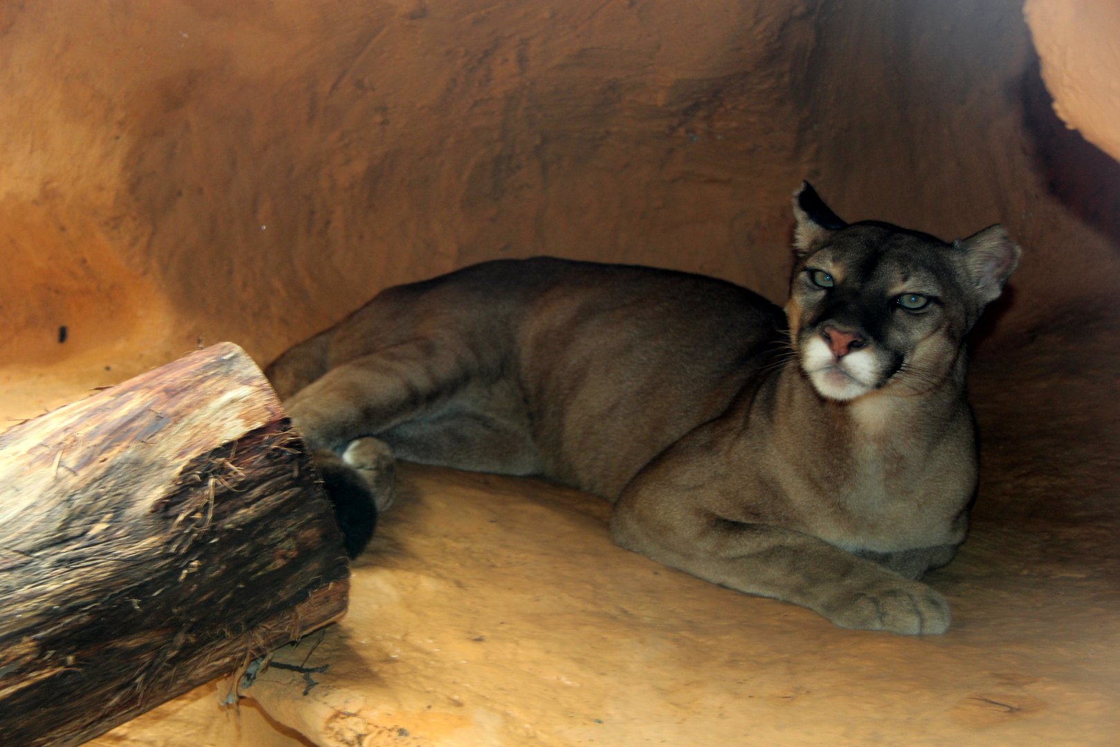 Puma (Puma concolor)