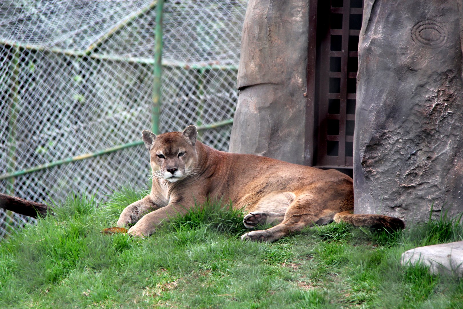 Puma (Puma concolor)