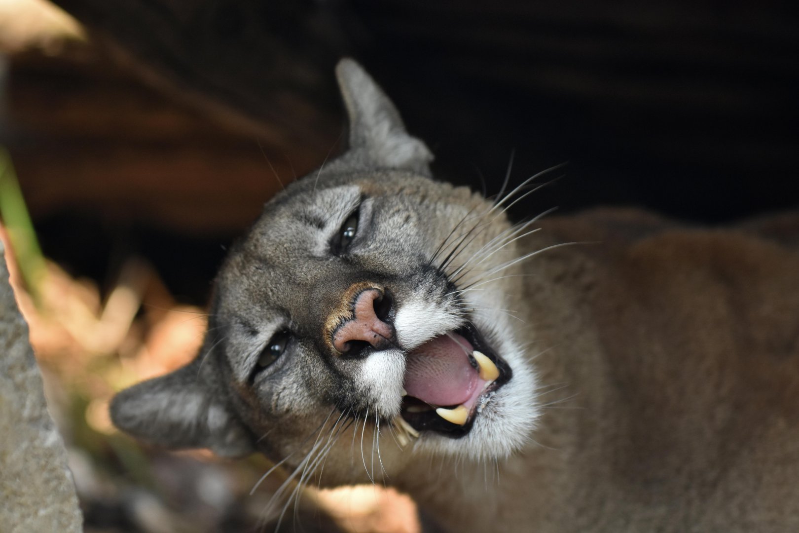 Puma (Puma concolor)