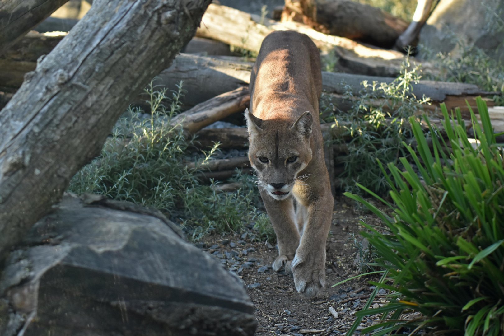 Puma (Puma concolor)