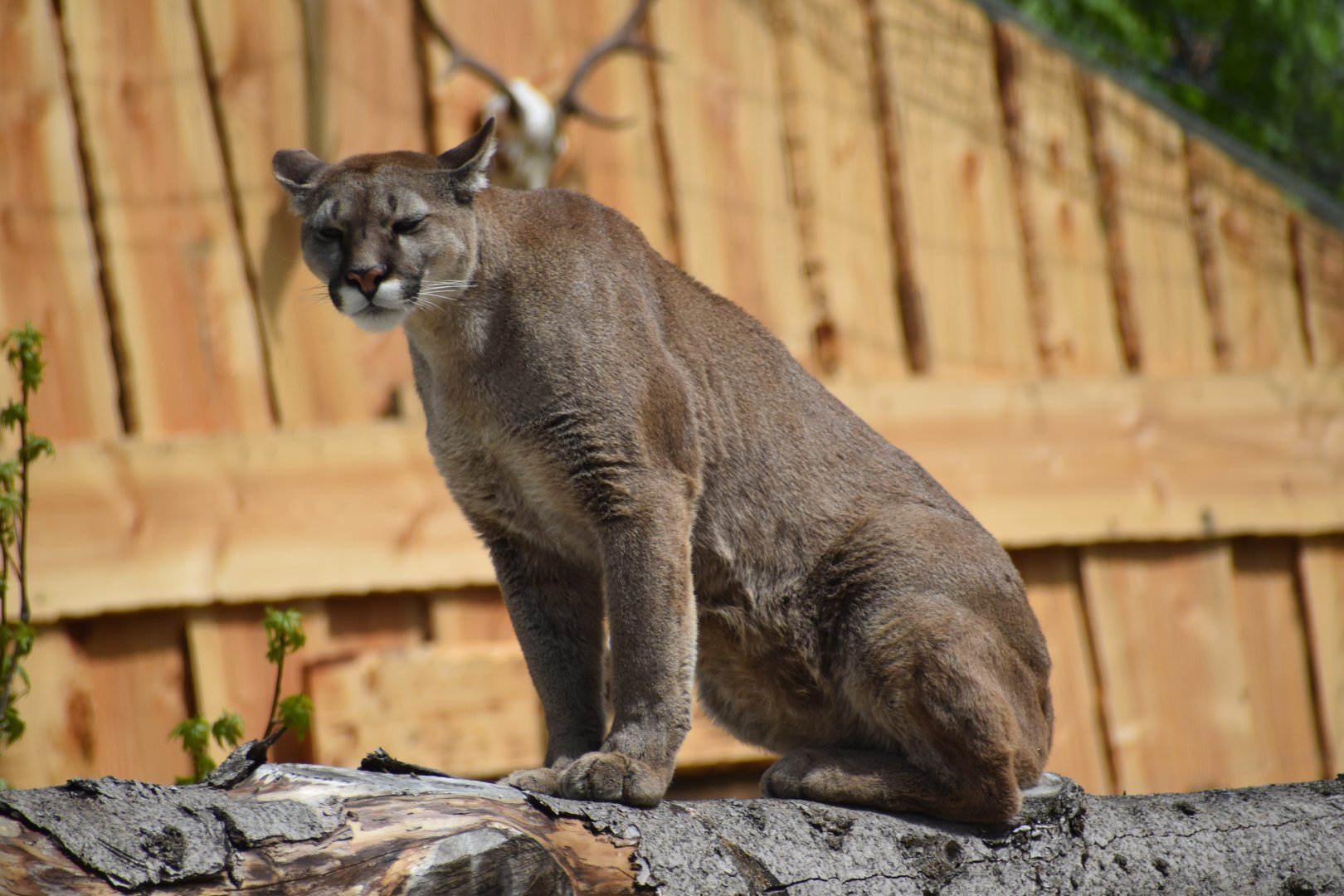 Puma (Puma concolor)