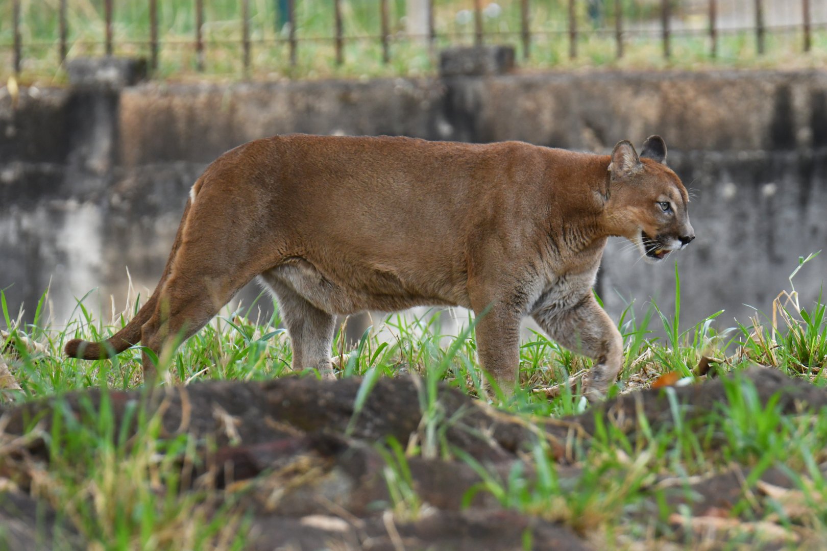 Puma (Puma concolor)